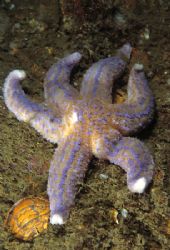 Common star, blue ?. 60mm.
Scapa Flow. by Derek Haslam 